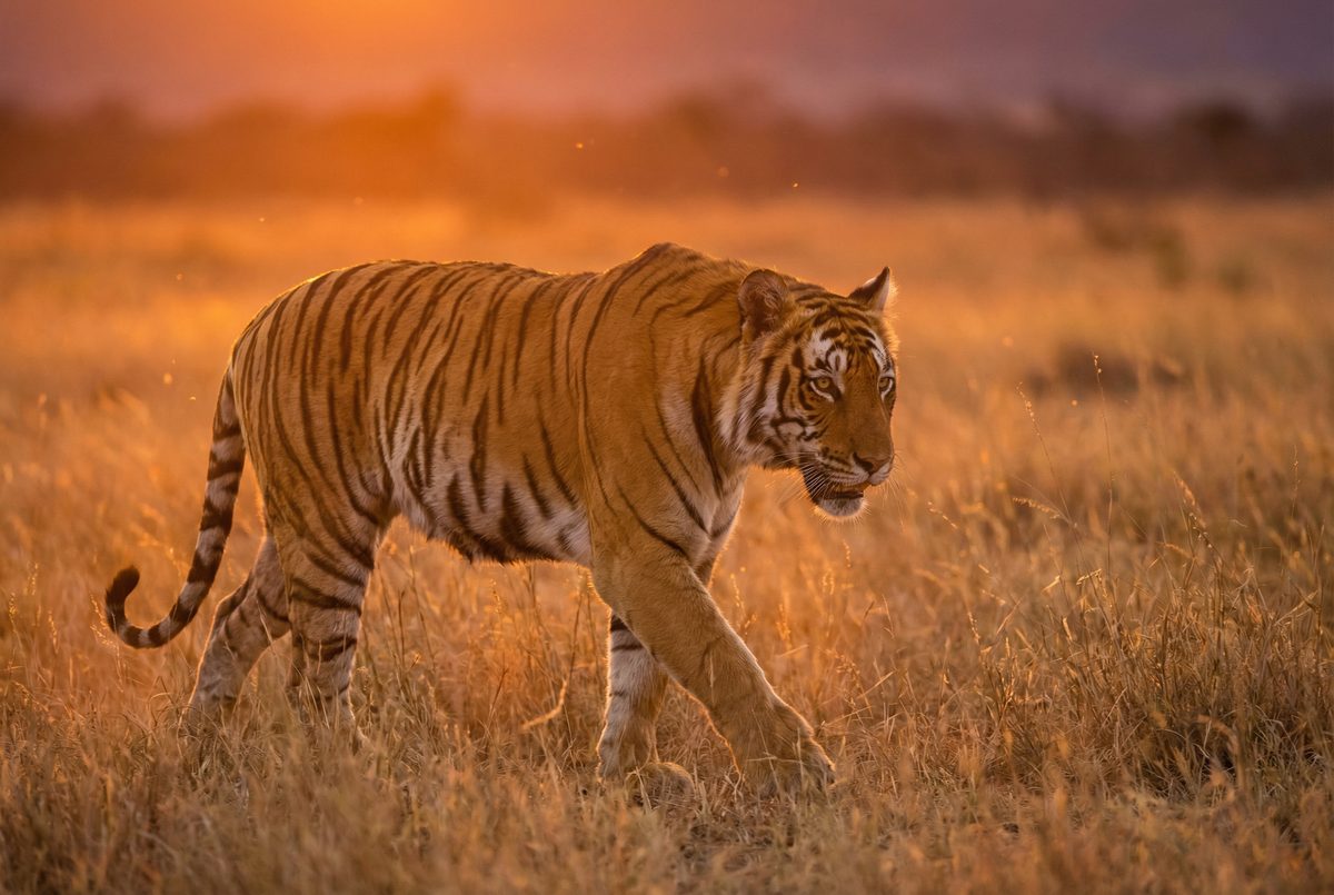 抖阴动物MV视频 动物写真MV视频演示